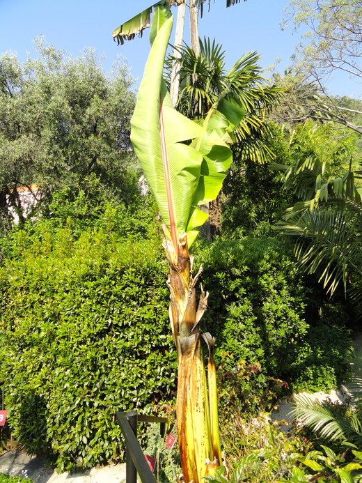 Mâncarea viitorului: Ce am putea ajunge să mâncăm până în 2050? Fructe de pandanus sau banane false
