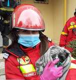 VIDEO Pompierii și paramedicii din Constanța au salvat, după resuscitare, viața unui cățel dintr-un apartament incendiat