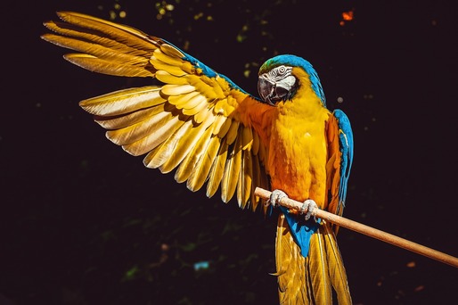VIDEO Cel mai mare tărâm zoo destinat păsărilor a fost deschis