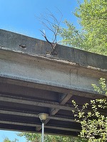 Nicușor Dan anunță că încep lucrările de reparații la podul din parcul Tineretului
