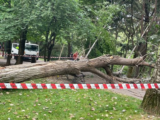 FOTO În Parcul IOR un copac a căzut, rănind o femeie