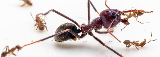 Cercetătorii testează strategii militare pe furnici