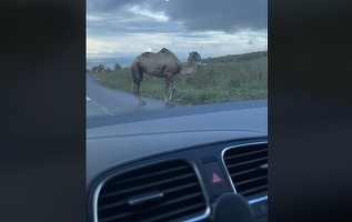 VIDEO În Cluj, ca-n Dubai. Un șofer s-a întâlnit cu o cămilă pe o șosea din Transilvania