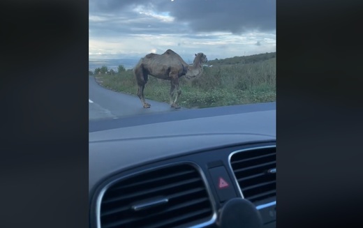 VIDEO În Cluj, ca-n Dubai. Un șofer s-a întâlnit cu o cămilă pe o șosea din Transilvania