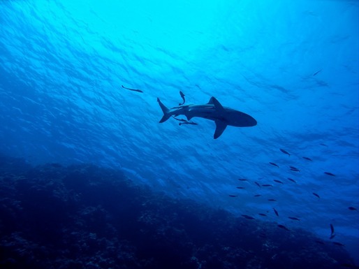Populația mondială de rechini este în cădere liberă