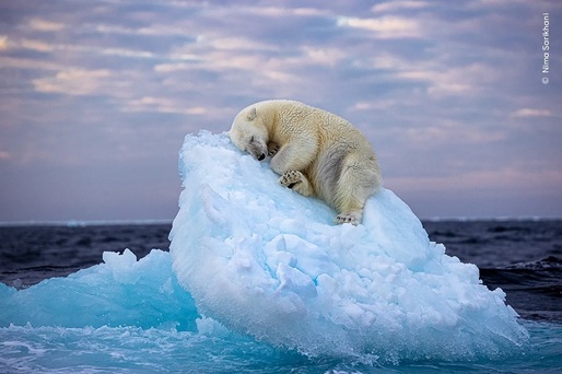 FOTO O imagine uimitoare a unui urs polar adormit pe un aisberg în derivă, câștigătoare a premiului "Wildlife Photographer of the Year People's Choice Award". Fotografia unui român, între cele finaliste