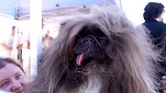 VIDEO Pechinezul Wild Thang a reușit să obțină titlul de „cel mai urât câine din lume” la a cincea încercare