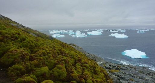 Cercetătorii au analizat imagini din spațiu pentru a vedea cât de repede înverzește Antarctica: Aproape 8 kilometri pătrați de vegetație în 35 de ani