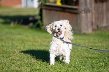 Un oraș italian impune o taxă proprietarilor de câini