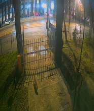 VIDEO Vulpi în centrul Bucureștiului, vii. Explicație: Vulpile, printre speciile cu cea mai mare capacitate de adaptare la mediul urban