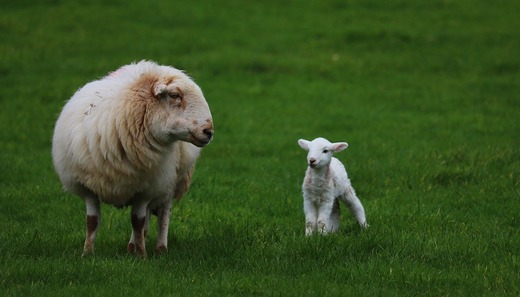 INEDIT VIDEO O turmă de oi a intrat într-un supermarket Penny din Germania