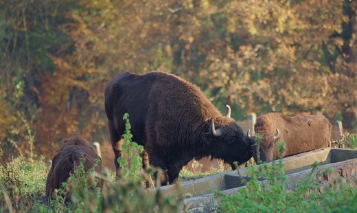 AUDIO România, în premieră pe harta mondială a sunetelor, pe platforma Earth FM, cu pădurile seculare din Parcul Național Vânători Neamț