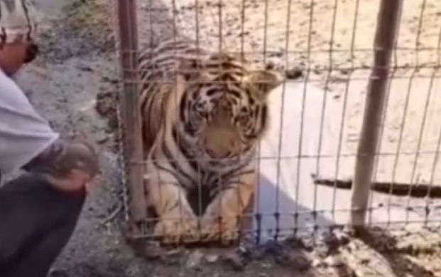 VIDEO Zoo ilegal descoperit lângă București