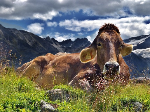 Grație culturilor organice, vacile din America sunt hrănite cu cereale din România