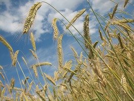 TVA va fi redusă, din august, la 9% pentru anumite servicii și lucrări agricole