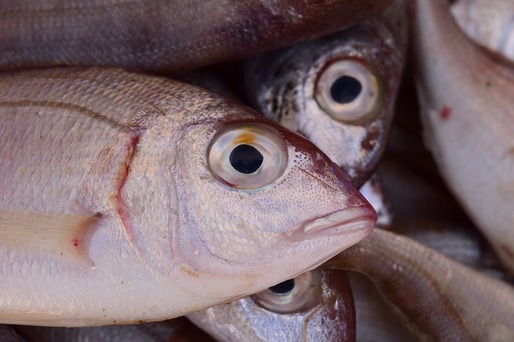 În 35 de zile de "dezlegare", românii mănâncă mai mult pește decât în tot restul anului. De unde este adus crapul