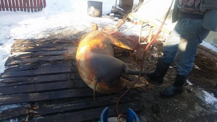 Românii o lasă ''mai moale'' cu tăiatul porcilor în curte și se îndreaptă spre carnea din magazin