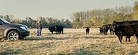 Ferma de bovine Angus se extinde în România. Afacerea aparține acum unui fond de investiții condus de doi foști bancheri Credit Suisse