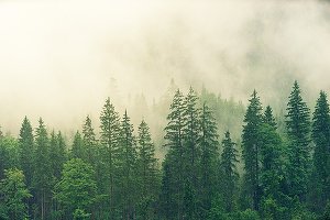 Cea mai mare companie de gestionare a activelor din Lituania cumpără aproape 1.400 de hectare de pădure în România