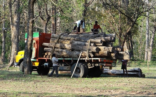 Proiectul care prevede amenzi de până la 15.000 lei pentru transportul materialelor lemnoase fără avize, aprobat de deputați