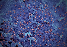 Documente arată că autoritățile chineze au ascuns populației mai multe zile pericolul prezentat de coronavirus și au organizat un banchet pentru zeci de mii de oameni