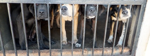 Coreea de Sud poate interzice consumul cărnii de câine, aliment aflat în meniurile restaurantelor și vândut în piețe
