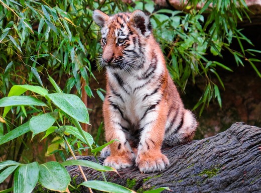 Canada își va vaccina anti-Covid animalele din grădinile zoologice