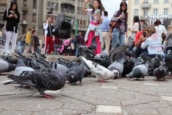 ANUNȚ OFICIAL Câți români au plecat din țară