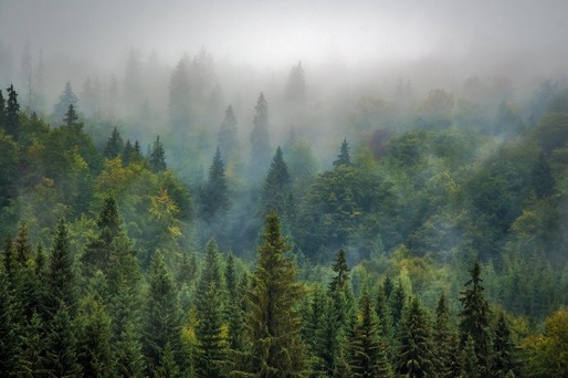Ministrul Mediului: Pădurea nu poate deveni o grădină botanică, trebuie să asigure resursa pentru industrie și energie în Europa