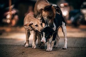 O prezentatoare TVR povestește cum a fost atacată de o haită de câini, iar autoritățile ar fi refuzat să intervină