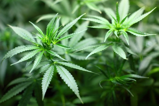 Germania va prezenta o propunere pentru legalizarea canabisului