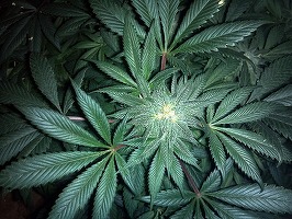 Germania ar fi la câteva săptămâni distanță de introducerea în Parlament a unui proiect de lege pentru legalizarea canabisului