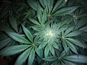 Germania ar fi la câteva săptămâni distanță de introducerea în Parlament a unui proiect de lege pentru legalizarea canabisului