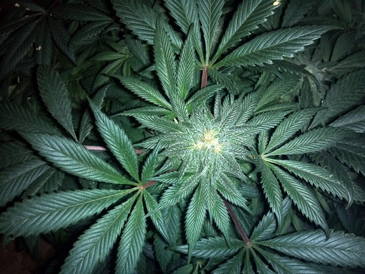 Germania ar fi la câteva săptămâni distanță de introducerea în Parlament a unui proiect de lege pentru legalizarea canabisului