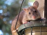 Parisul înființează un comitet pentru a studia „coabitarea” cu șobolanii