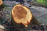 Tăierile de păduri din Ilfov, restricționate sever. Închisoare de până la 7 ani pentru nerespectarea noilor norme