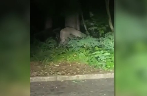 Poliția din Berlin caută un leu care umblă liber. Nu se știe de unde provine, dar populația a fost avertizată să stea în casă
