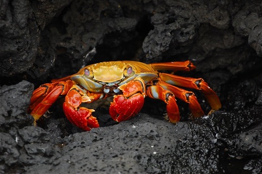 Italienii, disperați din cauza unei specii foarte agresive de crab