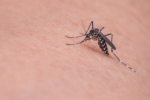Țânțarul comun este acum rezistent la insecticide, arată un studiu făcut în Belgia. Cercetătorii avertizează că putem fi mai vulnerabili la virusul West Nile. În România s-au înregistrat deja trei decese