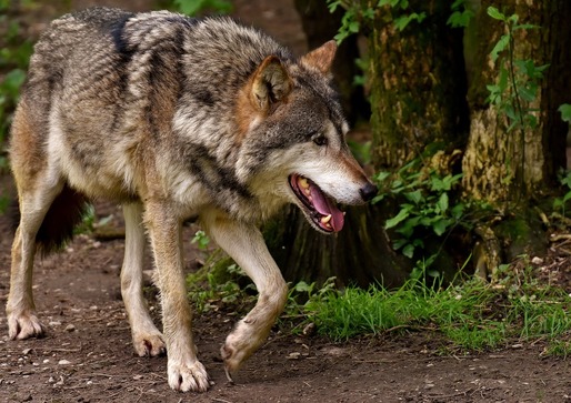 Șefa Comisiei Europene: Haitele de lupi au devenit un real pericol în UE. Ce s-a întâmplat la ferma familiei von der Leyen