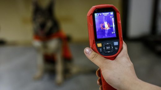 Detectivi de animale de companie, o meserie tot mai populară în China