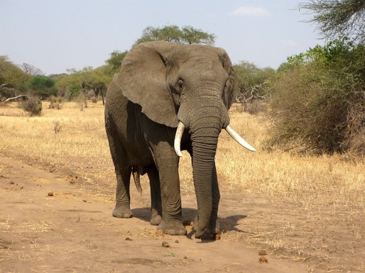 Președintele din Botswana amenință că va trimite 20.000 de elefanți în Germania