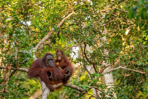 O țară din Asia va oferi maimuțe drept cadou partenerilor săi comerciali