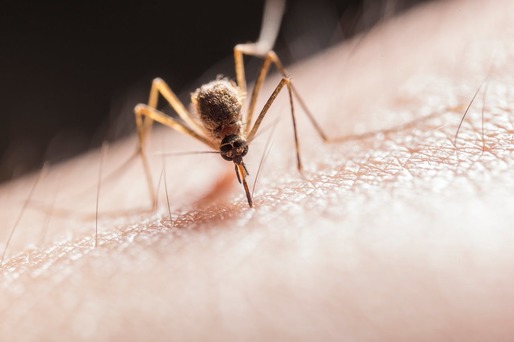 Crește numărul de cazuri de febră denga și de boli cauzate de țânțari în Europa