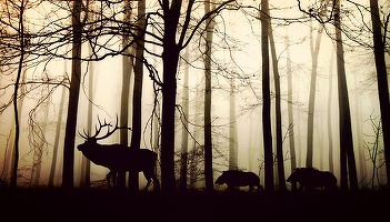 GRAFIC Populațiile de animale sălbatice de pe Pământ au scăzut cu o rată catastrofală