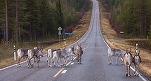 Val de căldură record în Finlanda. Mai mulți reni au murit