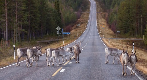 Val de căldură record în Finlanda. Mai mulți reni au murit