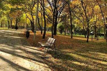 Amenzile date persoanelor fizice pentru distrugerea pomilor și a băncilor din parcurile bucureștene ar putea crește de 60 de ori