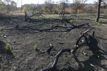 Scandal în zona retrocedată din Parcul IOR. Administratorul tăia copaci, polițiști locali nu au intervenit 