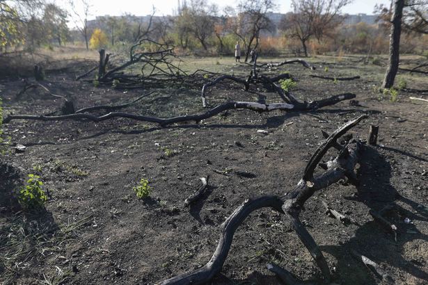 Scandal în zona retrocedată din Parcul IOR. Administratorul tăia copaci, polițiști locali nu au intervenit 